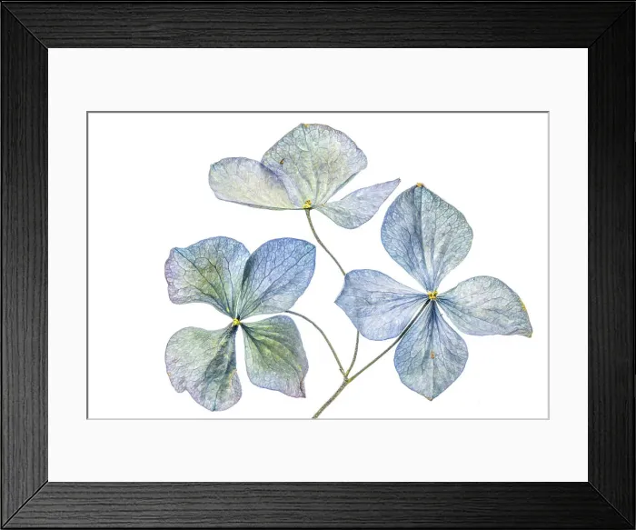 Framed Print : Blue Hydrangea Framed Print : Blue Hydrangea
