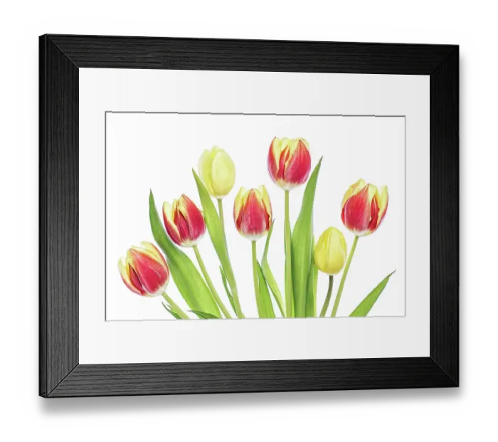Framed Print : Tulip flowers Framed Print : Tulip flowers