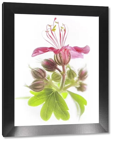 Hardy geranium