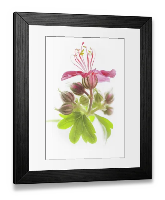 Framed Print : Hardy geranium
