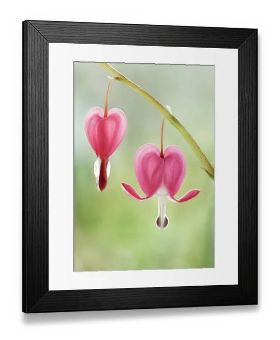 Framed Print : Dicentra. Close up of Dicentra flower