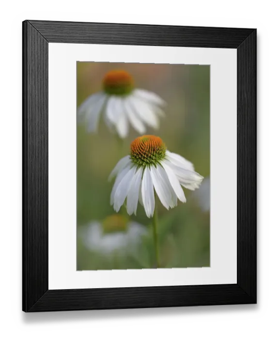 Framed Print : Echinacea flowers Framed Print : Echinacea flowers