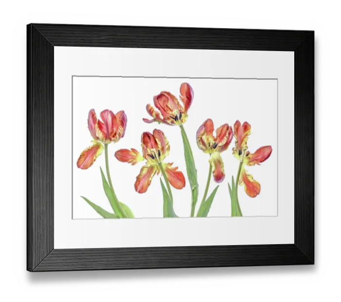 Framed Print : Parrot Tulips