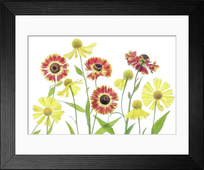 Framed Print : Heleniums. Helenium flowers on a white background Framed Print : Heleniums. Helenium flowers on a white background
