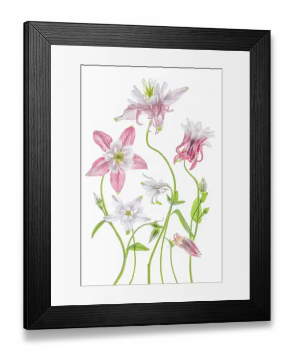 Framed Print : Columbine flowers Framed Print : Columbine flowers