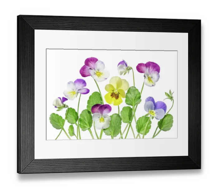 Framed Print : Viola flowers Framed Print : Viola flowers