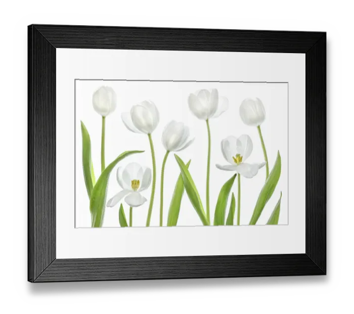 Framed Print : White Tulips Framed Print : White Tulips