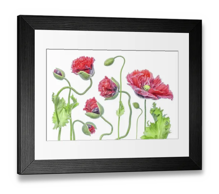 Framed Print : Summer Poppies