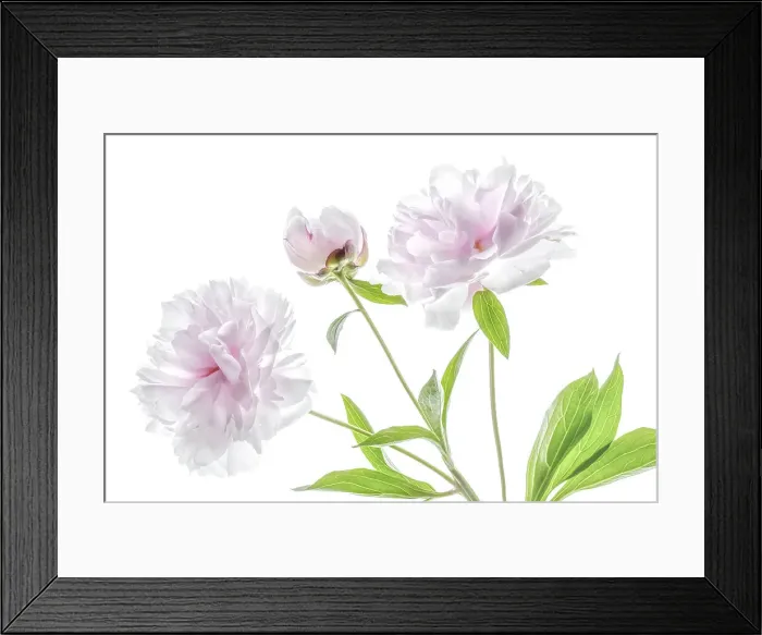 Framed Print : Peony flowers Framed Print : Peony flowers