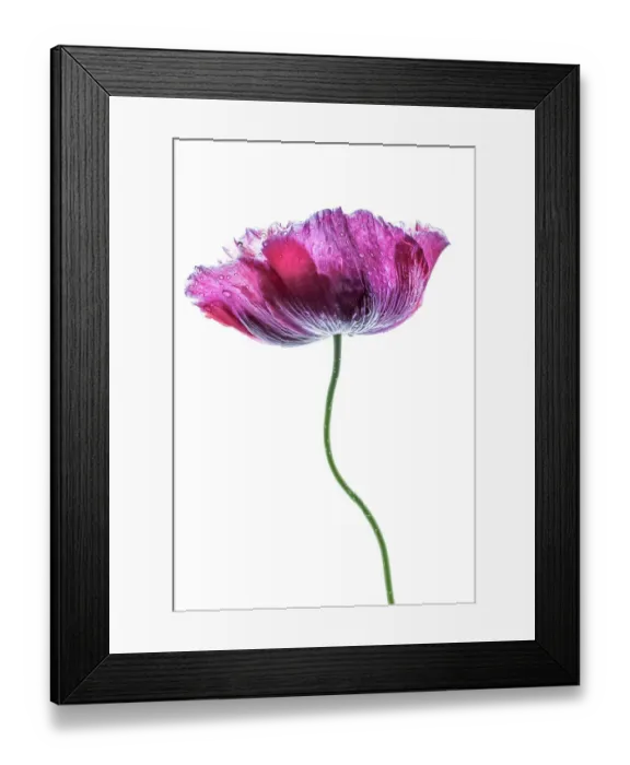 Framed Print : A single Poppy Framed Print : A single Poppy