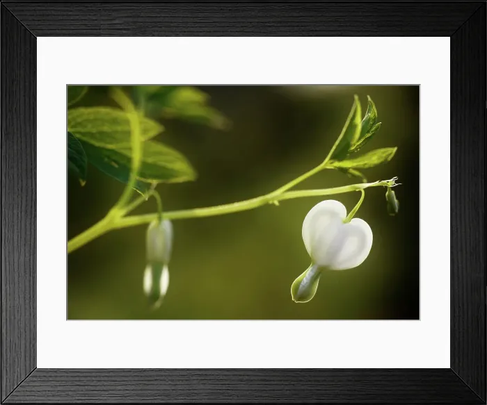 Framed Print : White Dicentra flower Framed Print : White Dicentra flower