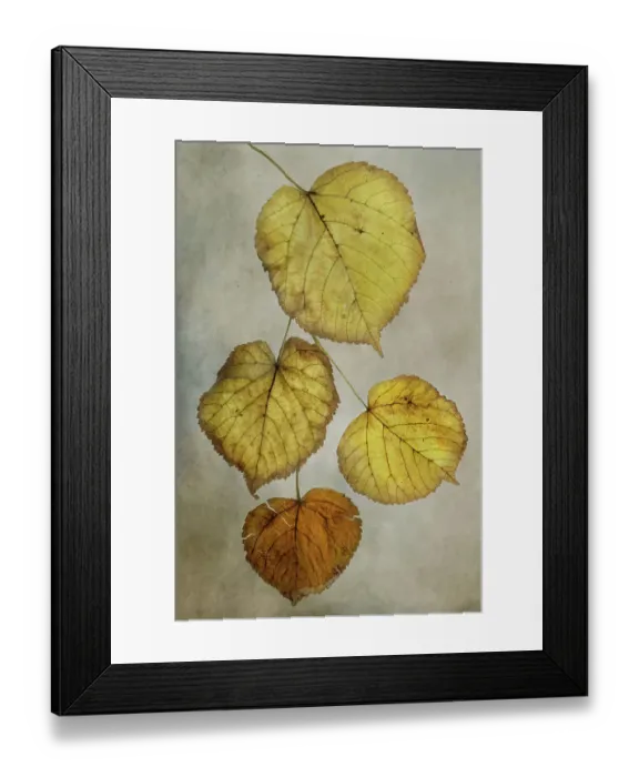 Framed Print : Autum leaves Framed Print : Autum leaves