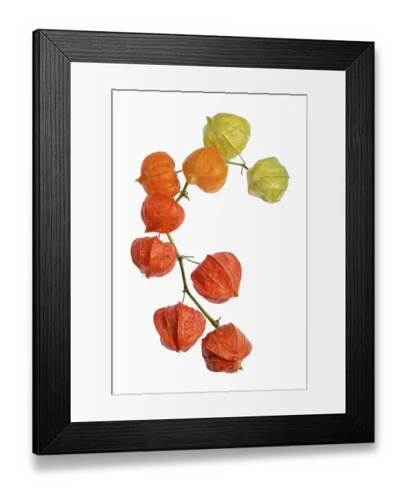 Framed Print : Physalis Franchetii Framed Print : Physalis Franchetii