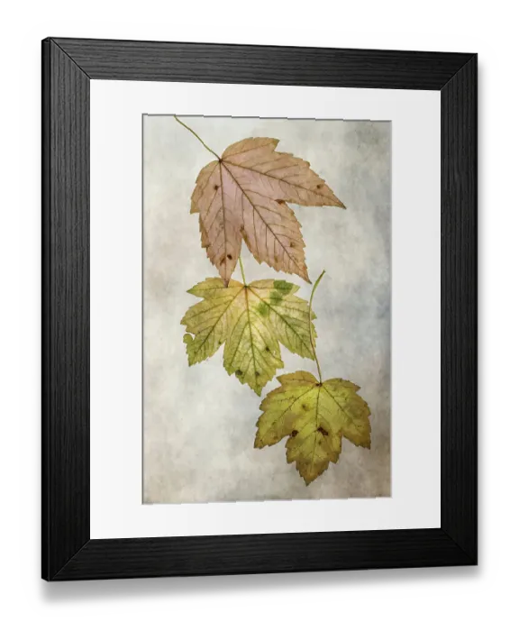 Framed Print : Autum leaves Framed Print : Autum leaves