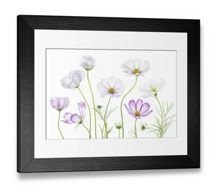 Framed Print : Cosmos flowers Framed Print : Cosmos flowers