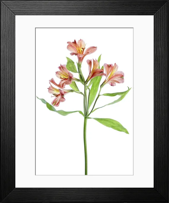 Framed Print : Alstroemeria Framed Print : Alstroemeria