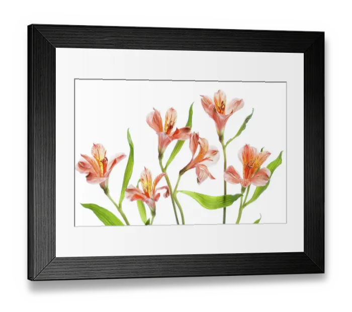 Framed Print : Alstroemeria
