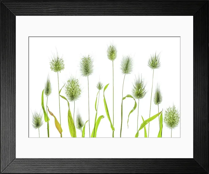 Framed Print : Lagurus Ovatus grasses Framed Print : Lagurus Ovatus grasses