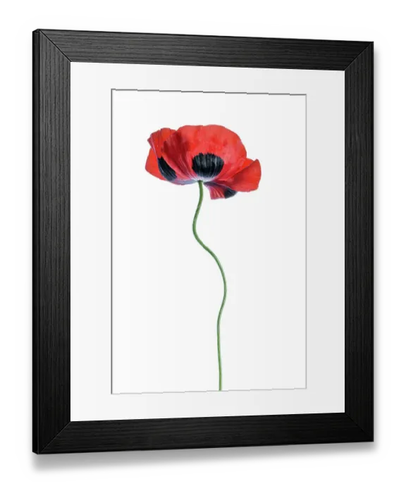 Framed Print : Poppy. A single stem of a Poppy flower