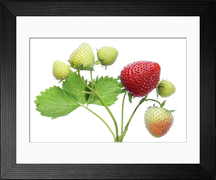 Framed Print : Strawberries Framed Print : Strawberries