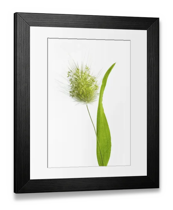 Framed Print : Lagurus Ovatus grass Framed Print : Lagurus Ovatus grass