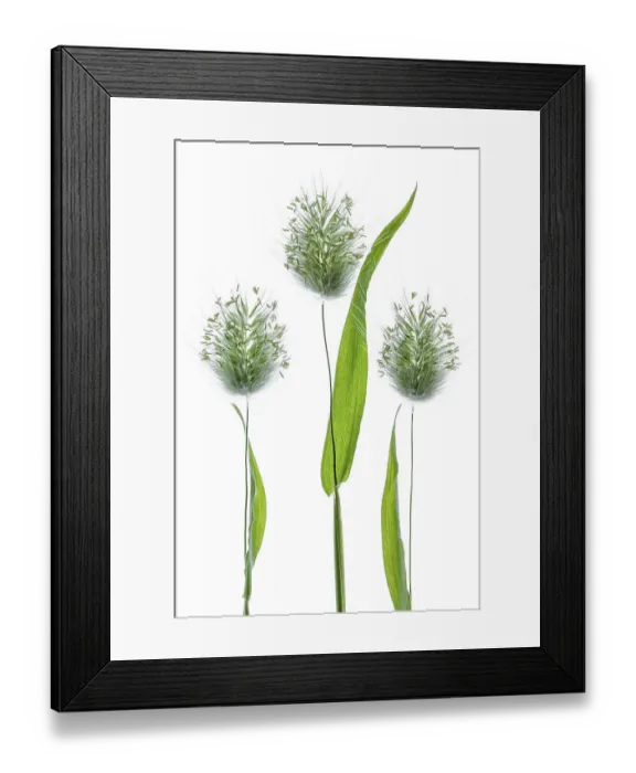 Framed Print : Lagurus Ovatus grass