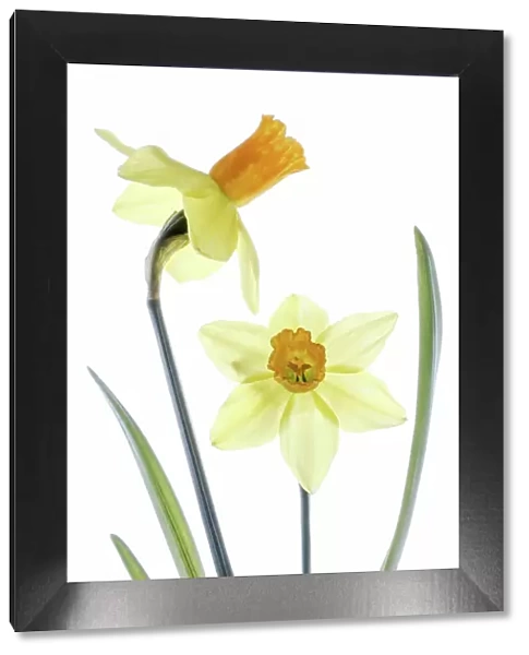 Daffodil Narcissus