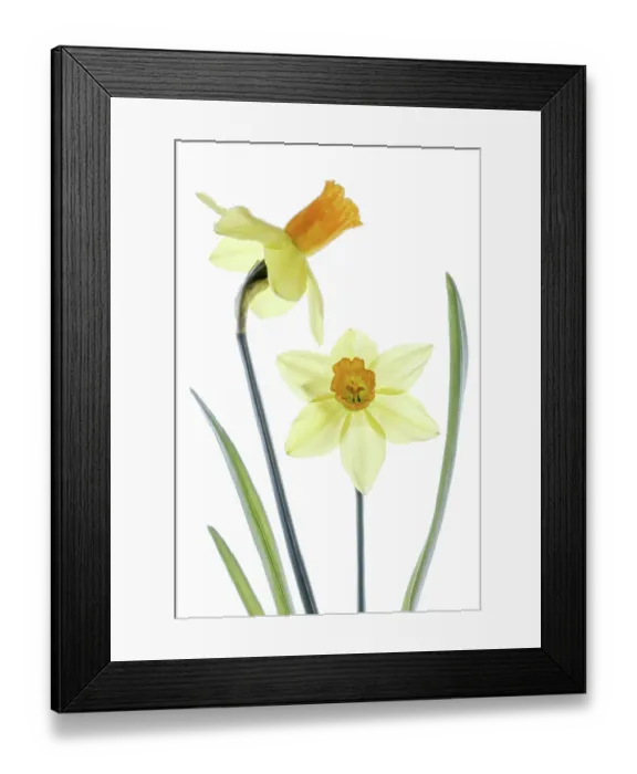 Framed Print : Daffodil Narcissus Framed Print : Daffodil Narcissus