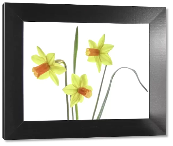 Daffodil narcissus