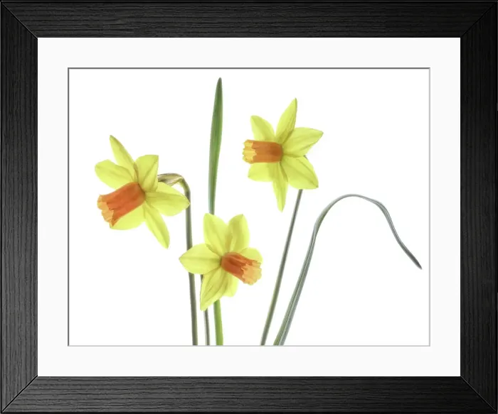 Framed Print : Daffodil narcissus Framed Print : Daffodil narcissus