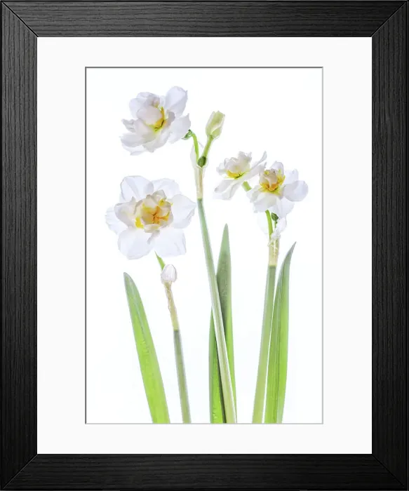 Framed Print : Double Narcissus Framed Print : Double Narcissus