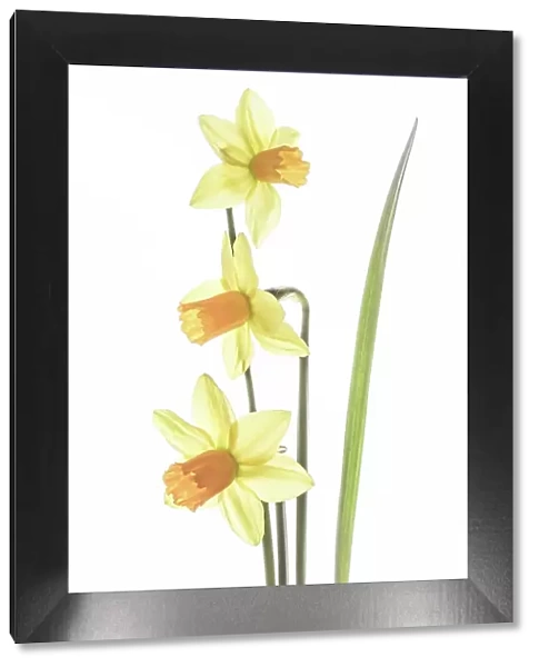 Narcissus. Spring flowering Narcissus