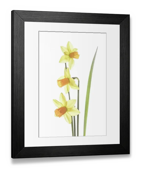 Framed Print : Narcissus. Spring flowering Narcissus Framed Print : Narcissus. Spring flowering Narcissus