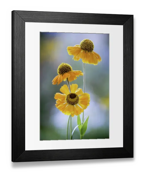 Framed Print : Helenium flowers Framed Print : Helenium flowers