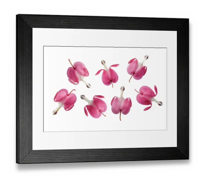 Framed Print : Dicentra Spectabilis Framed Print : Dicentra Spectabilis