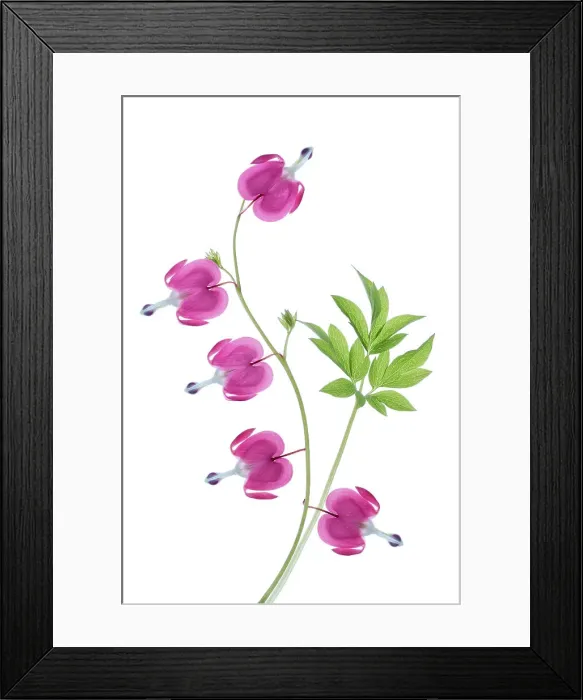 Framed Print : Dicentra flowers