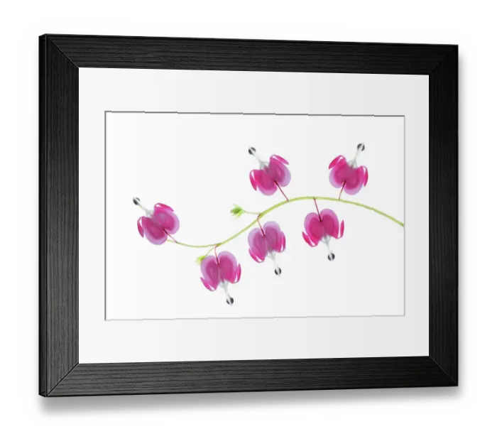 Framed Print : Dicentra stem Framed Print : Dicentra stem