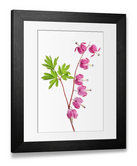 Framed Print : Dicentra flowers Framed Print : Dicentra flowers
