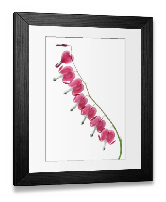 Framed Print : Dicentra. A stem of Dicentra flowers on a white background Framed Print : Dicentra. A stem of Dicentra flowers on a white background