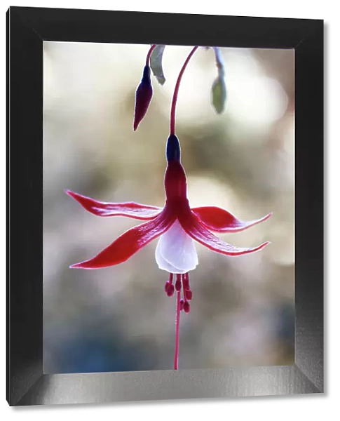 Fuschia. The pretty red and white flower of the Fuschia plant