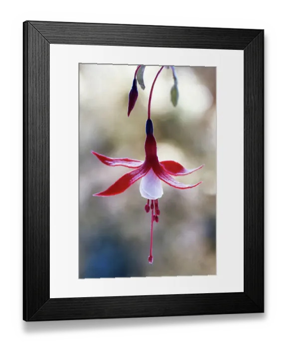 Framed Print : Fuschia. The pretty red and white flower of the Fuschia plant Framed Print : Fuschia. The pretty red and white flower of the Fuschia plant