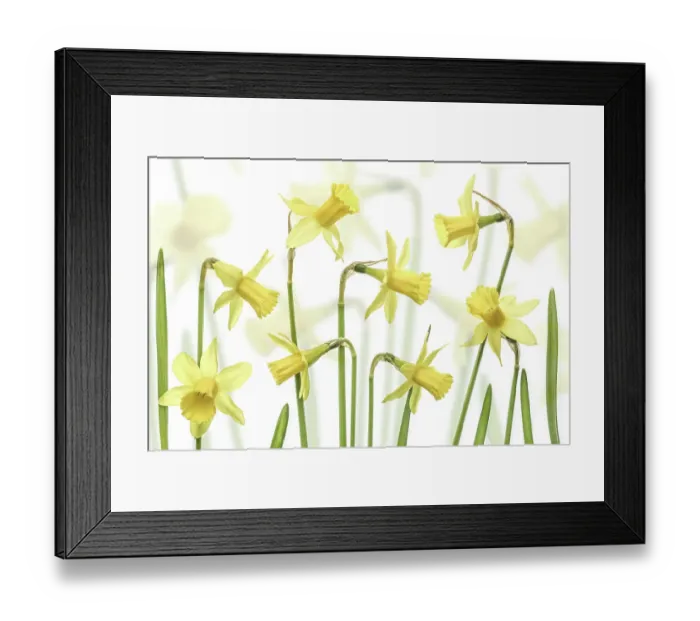 Framed Print : Yellow Narcissus flowers Framed Print : Yellow Narcissus flowers