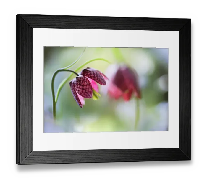 Framed Print : Snakeshead fritillary Framed Print : Snakeshead fritillary