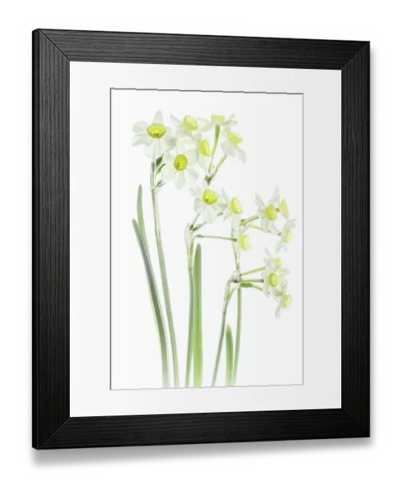 Framed Print : Narcissus flowers