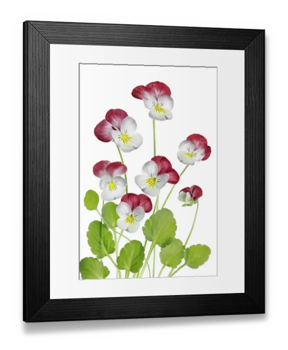 Framed Print : Viola flowers Framed Print : Viola flowers