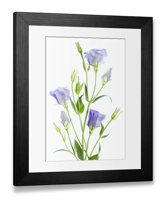 Framed Print : Lisianthus Framed Print : Lisianthus