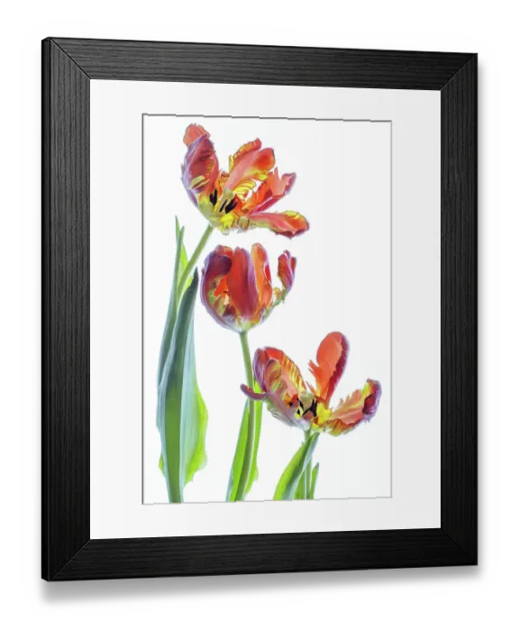 Framed Print : Parrot Tulip Framed Print : Parrot Tulip