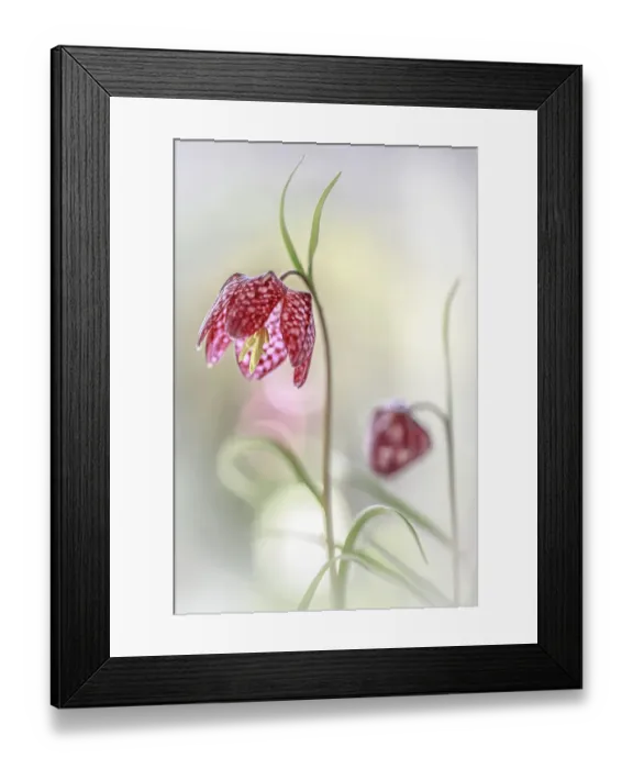 Framed Print : Snakeshead Fritillary flower Framed Print : Snakeshead Fritillary flower