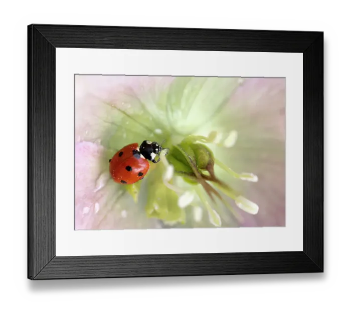 Framed Print : Ladybird resting on a Hellebore flower Framed Print : Ladybird resting on a Hellebore flower