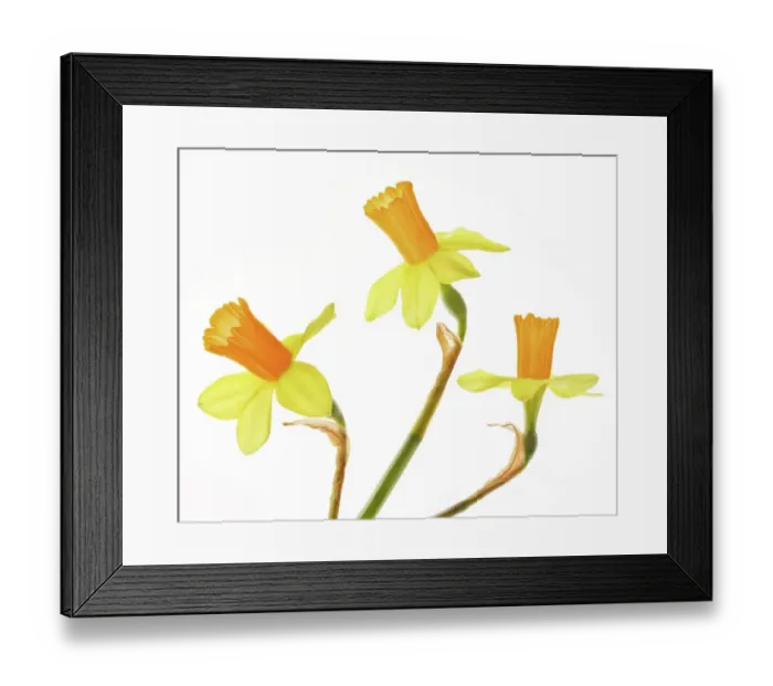 Framed Print : Narcissus flowers on a white background Framed Print : Narcissus flowers on a white background